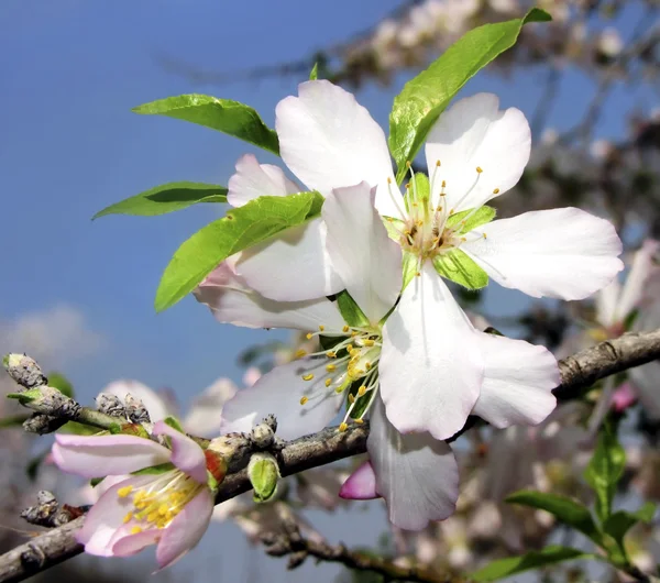 Almond blossom — Stockfoto