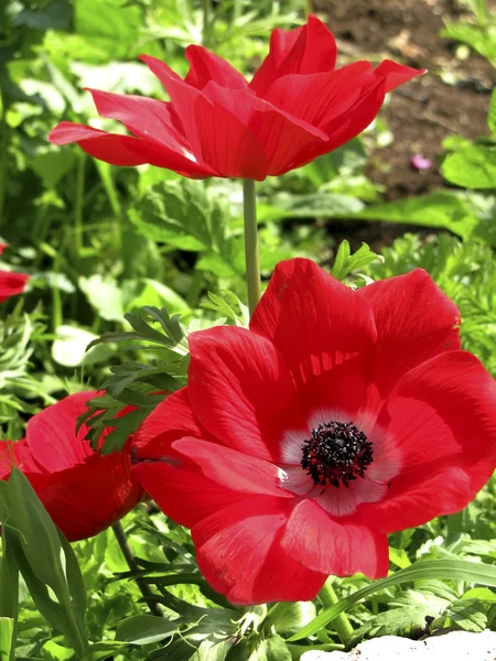 Red field poppies — Stock Photo, Image