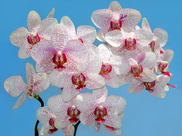 Ветвь фиолетовой и белой орхидеи — стоковое фото