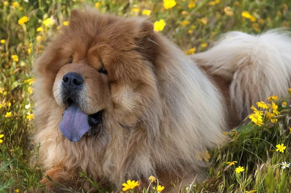 Cane chow chow — Foto Stock