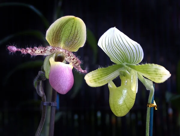 Orchidee-predator — Stockfoto