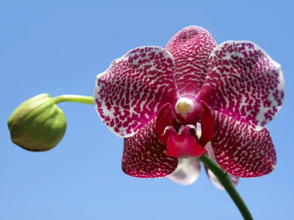 Fialová a bílá orchidej — Stock fotografie