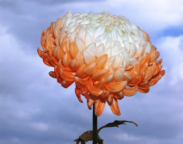 Белорозовая хризантема — стоковое фото