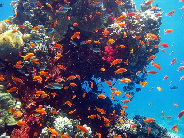 Korallfisk — Stockfoto