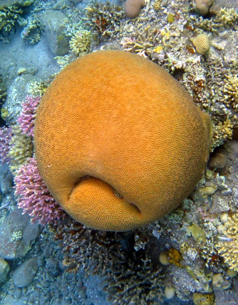 Mercan smiley — Stok fotoğraf