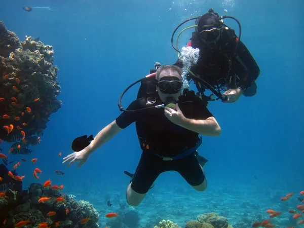 Dykning i Röda havet — Stockfoto