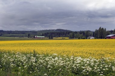 Finlandiya çayırda çiçek