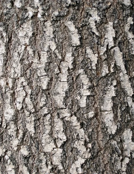 stock image Larch bark texture