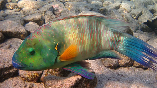 Queue de balai Wrasse-poisson genre — Photo