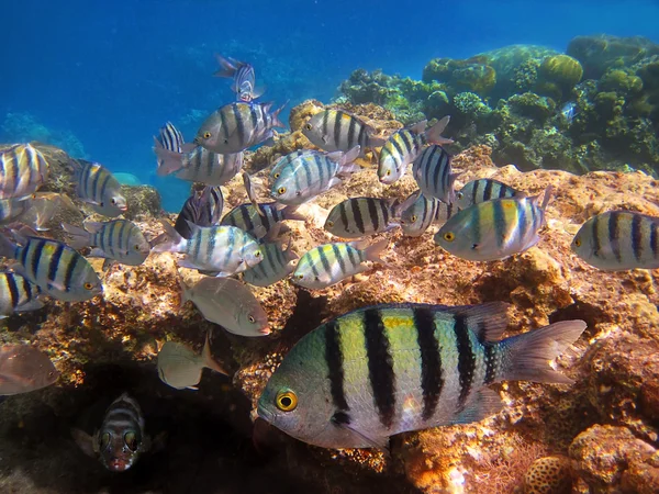 Un troupeau de poissons tropicaux — Photo