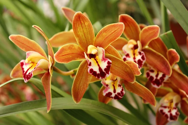 Viltvoksende orkideer – stockfoto