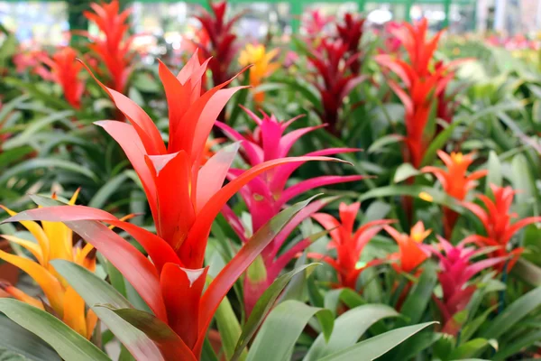 Bromeliads flower — Stock Photo, Image