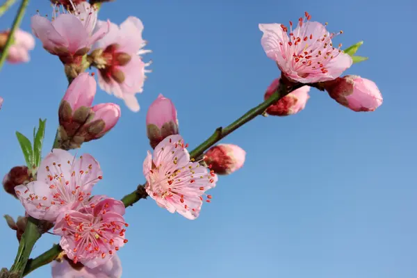 Квітучі персик — стокове фото