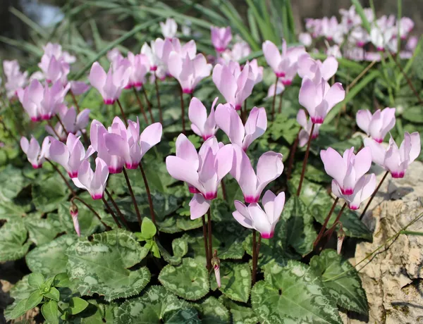 Çiçekli cyclamens — Stok fotoğraf