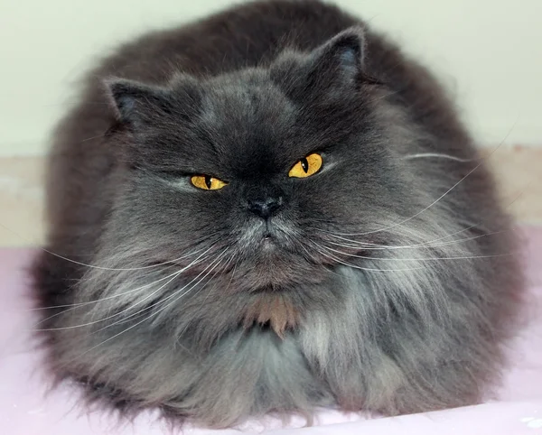 연기가 자욱한 회색 페르시아 고양이 — 스톡 사진