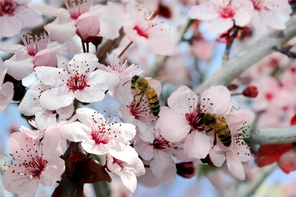 Les abeilles collectent le nectar — Photo