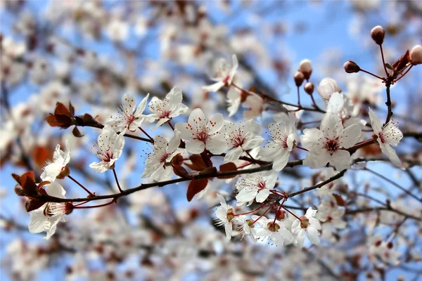 Bellissimo albero fiorito — Foto Stock