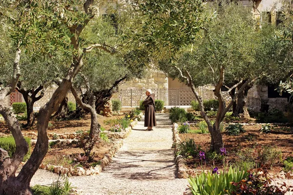 A kert a Gecsemáné kertben, Jeruzsálem őrzője — Stock Fotó