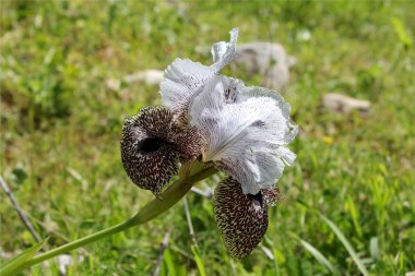 Iris çiçek renk leopar