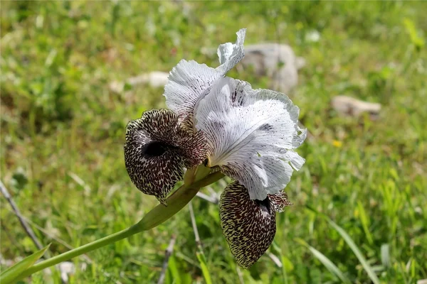 Iris çiçek renk leopar