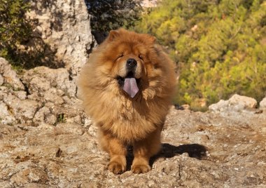 Chow chow dog - the lion clipart