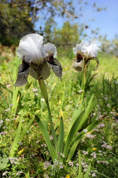 Iris flower leopard coloring