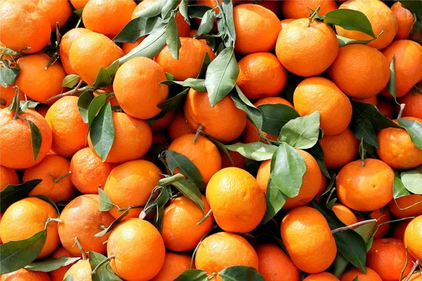 Frisch gepflückte Mandarinen — Stockfoto