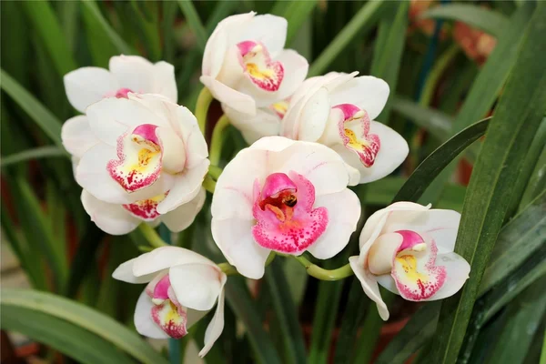 Orchidée sauvage — Photo