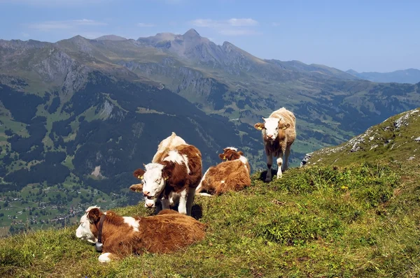 Alpine meadows otlayan inekler