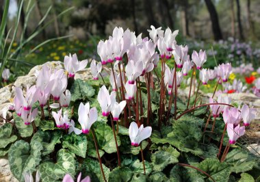 Beyaz ve pembe cyclamens