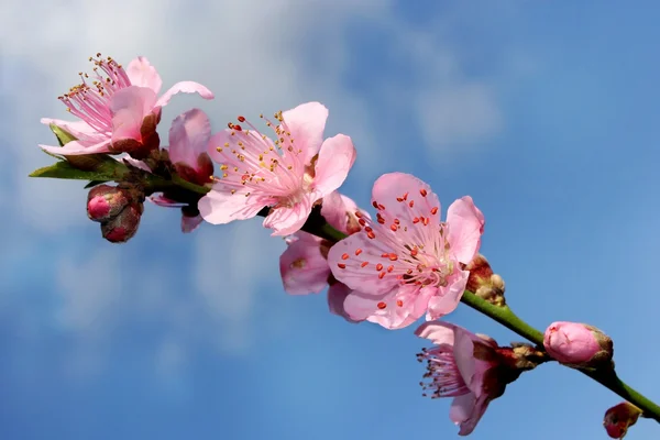 Гілка персикового цвітіння — стокове фото
