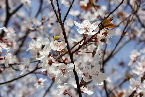 Piękne kwitnienia drzewo — Zdjęcie stockowe