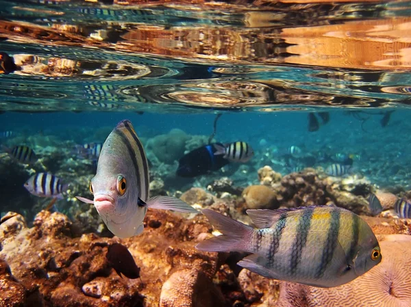 Manada de peces rayados —  Fotos de Stock