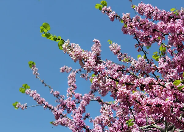 Krásné Kvetoucí strom — Stock fotografie