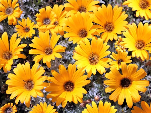 Leuchtend gelbe Garten-Chrysanthemen — Stockfoto