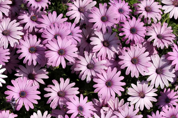 Chrysanthèmes de jardin violet clair — Photo