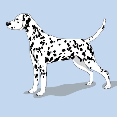 Dalmatian dog illustration clipart