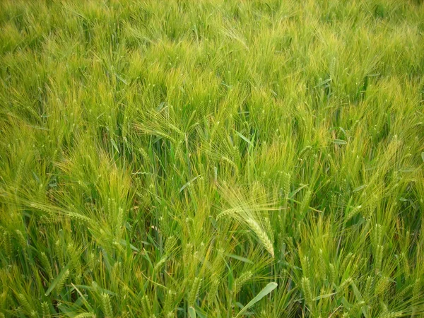 Пшеница на ветру — стоковое фото