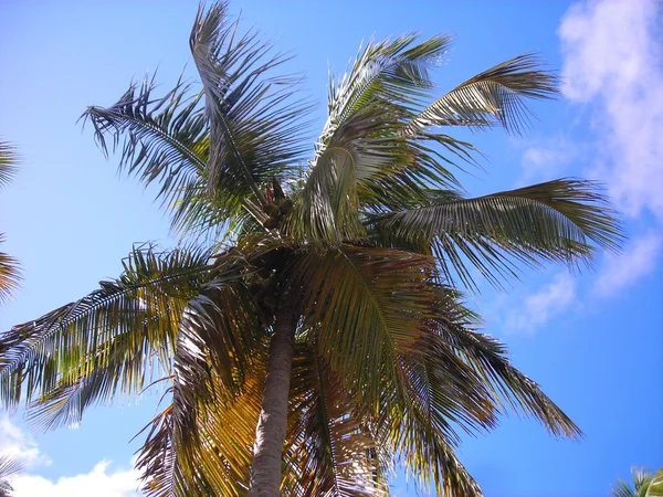 Vissa palm i luften Stockbild