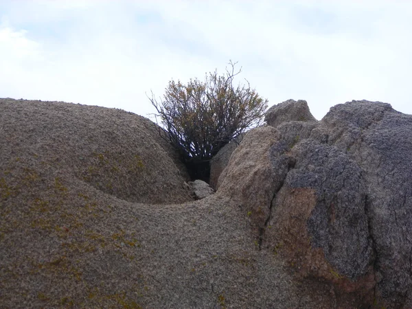 Peace, rocks, Joshua trees — Stock Photo, Image