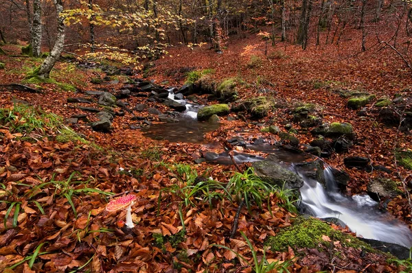 Herbstwald — Stockfoto