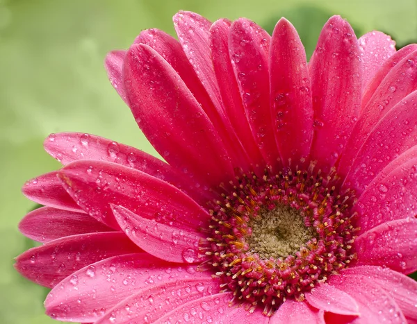 stock image Pink daisy