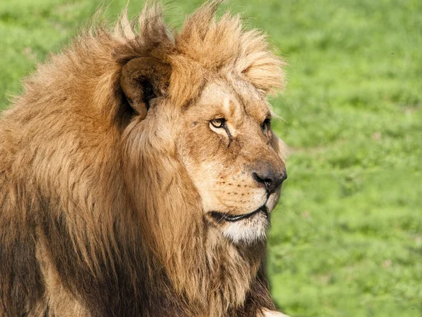 The king of Africa. — Stock Photo, Image