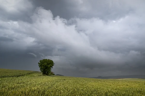 Storm over cereal field — Stock Photo, Image