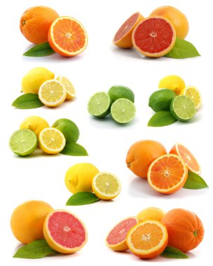 Citrus collection clipart