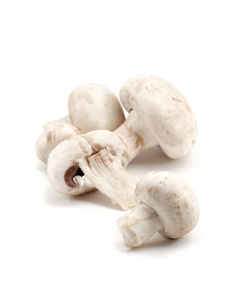 stock image Mushrooms on white