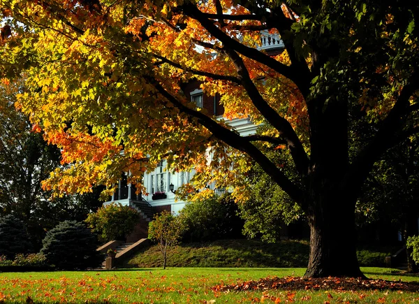 stock image Boston foliage