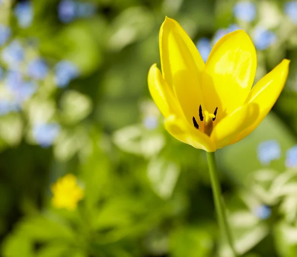 Жовтий tulip — стокове фото