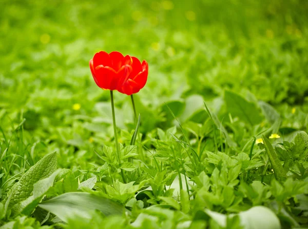 Rode tulpen, groen gras — Stockfoto