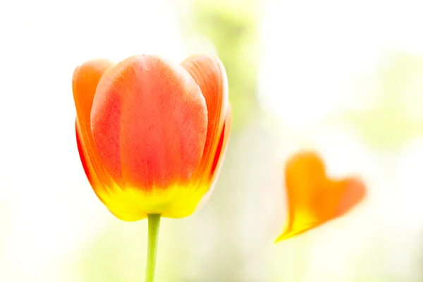 Tulipa e coração — Fotografia de Stock